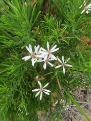 Olearia glutinosa