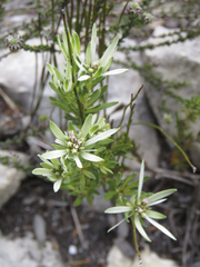 Euchaetis longibracteata
