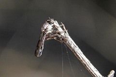 Nicocles