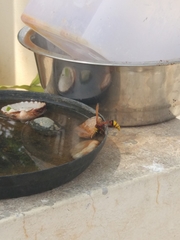 Delta pyriforme pyriforme