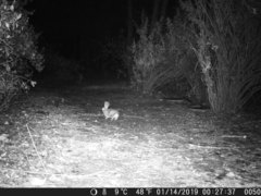 Sylvilagus audubonii