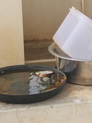 Delta pyriforme pyriforme