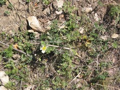 Helianthemum asperum