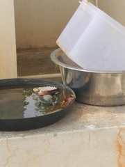 Delta pyriforme pyriforme