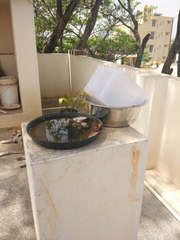 Delta pyriforme pyriforme