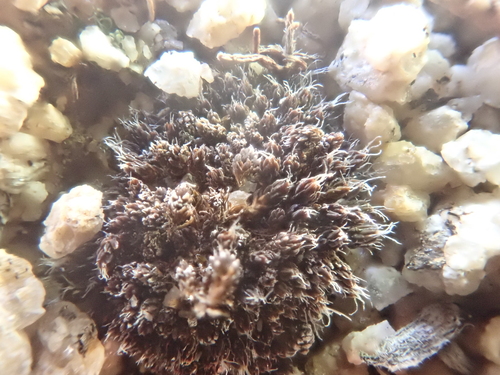iNaturalist observation photo of Joint-toothed Mosses