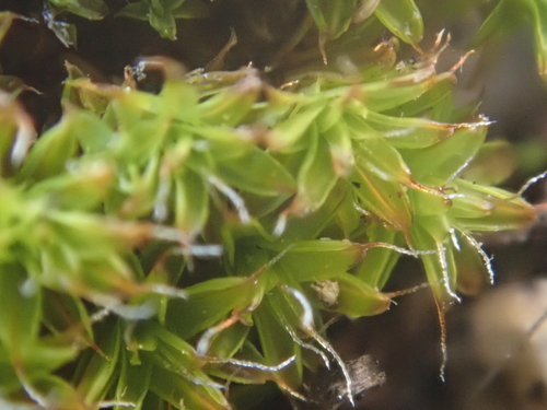 iNaturalist observation photo of Star Moss