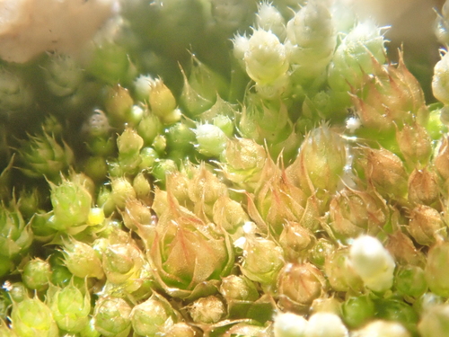 iNaturalist observation photo of Gemmabryum