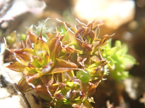 iNaturalist observation photo of Syntrichia