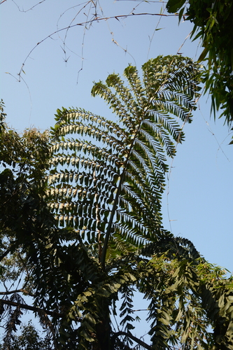 Caryota obtusa, photograph 4