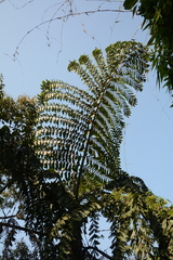 (c) Siddarth Machado, some rights reserved (CC BY) Caryota obtusa, photograph (c) Siddarth Machado, some rights reserved (CC BY)