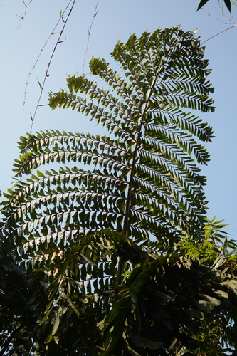 Giant fishtail palm (Caryota obtusa)