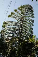 (c) Siddarth Machado, some rights reserved (CC BY) Caryota obtusa, photograph (c) Siddarth Machado, some rights reserved (CC BY)