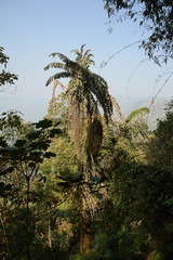 (c) Siddarth Machado, some rights reserved (CC BY) Caryota obtusa, photograph (c) Siddarth Machado, some rights reserved (CC BY)