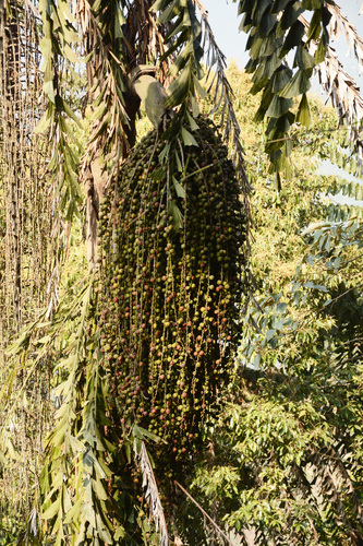 Caryota obtusa, photograph 2