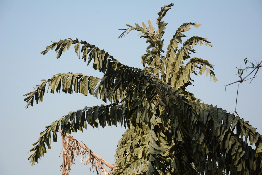 Caryota obtusa; photograph (c) Siddarth Machado, some rights reserved (CC BY)