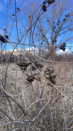 Unknown species found near Reno, NV, US