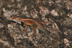 Sceloporus licki