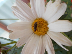 Closterotomus biclavatus