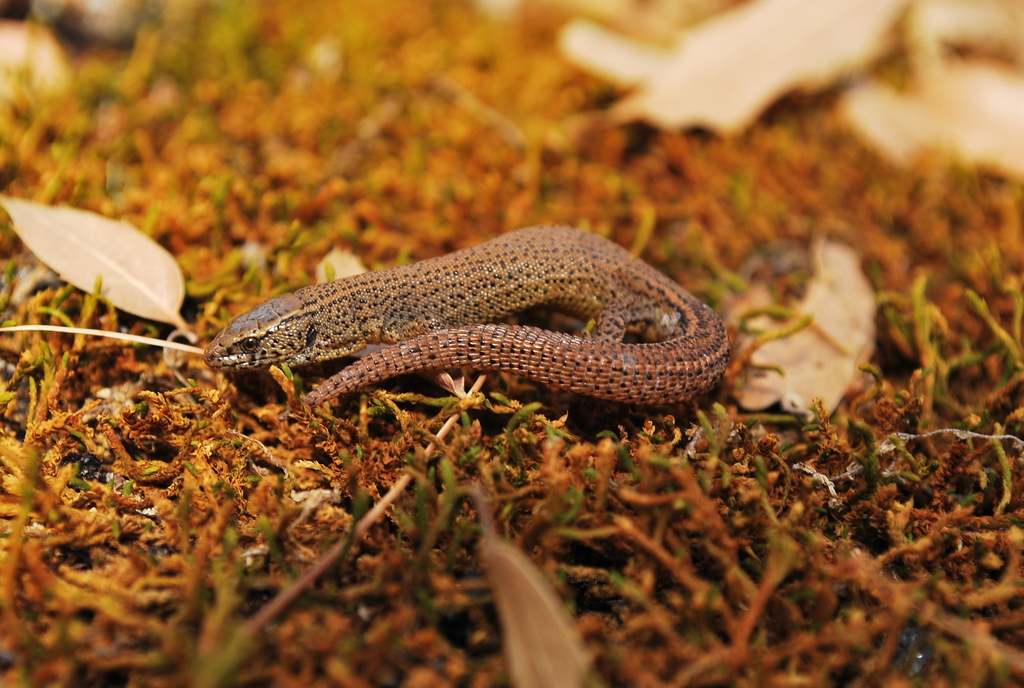 Baja California Night Lizard