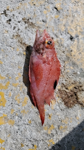 Fringed scorpionfish (Thysanichthys crossotus) — Scorpaenidae — 2