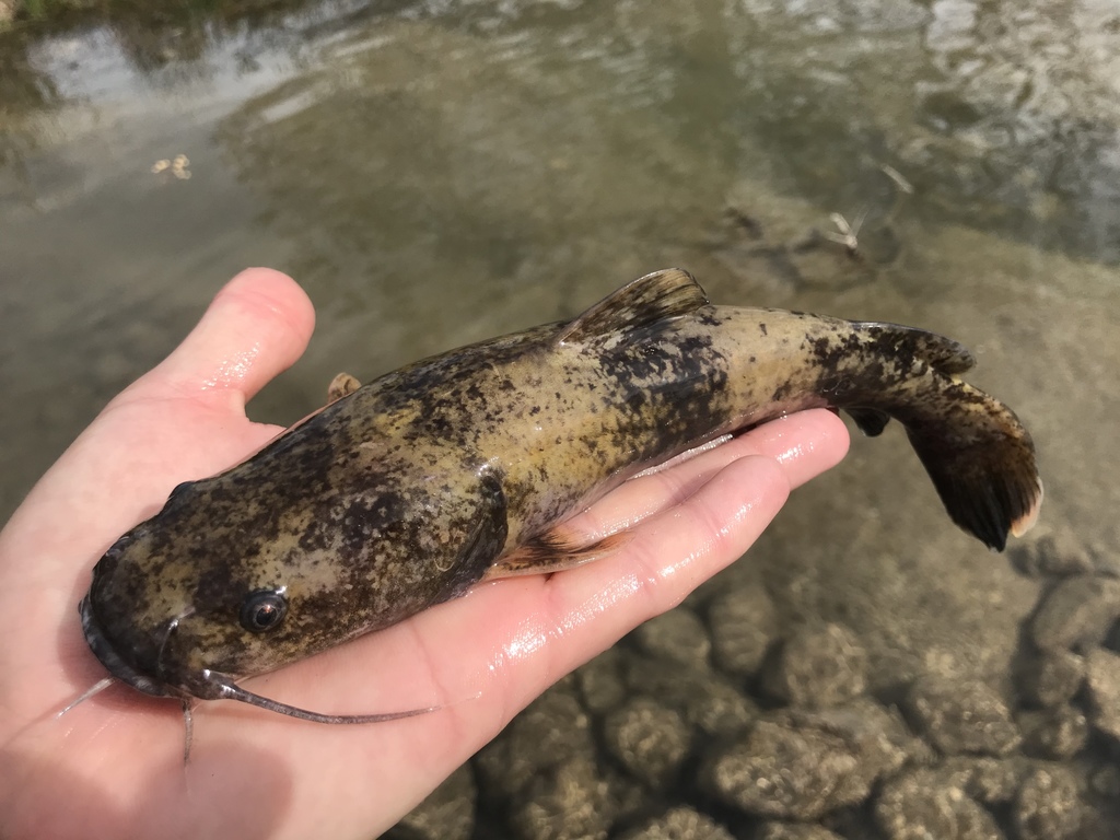 Flathead Catfish (Early Detection watchlist for Upper Delaware Scenic and  Recreational River) · iNaturalist
