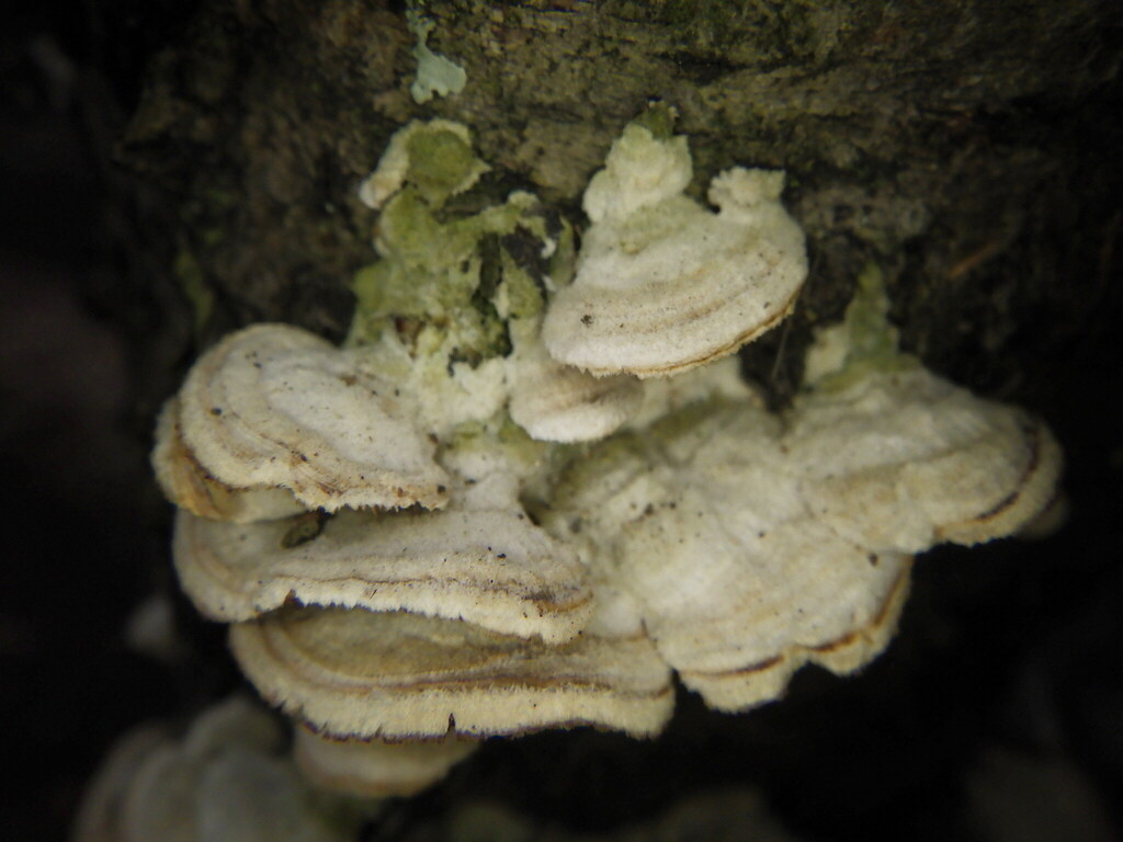 Trichaptum biforme · February 2026 · photo: © nataliewaddellrutter (iNaturalist, cc-by)