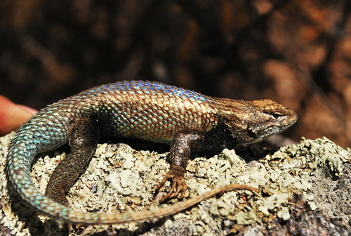 Cape Arboreal Spiny Lizard