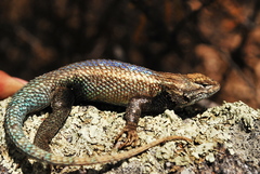 Sceloporus licki