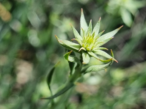 Malesherbia fasciculata (Malesherbia fasciculata)