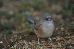 Junco bairdi