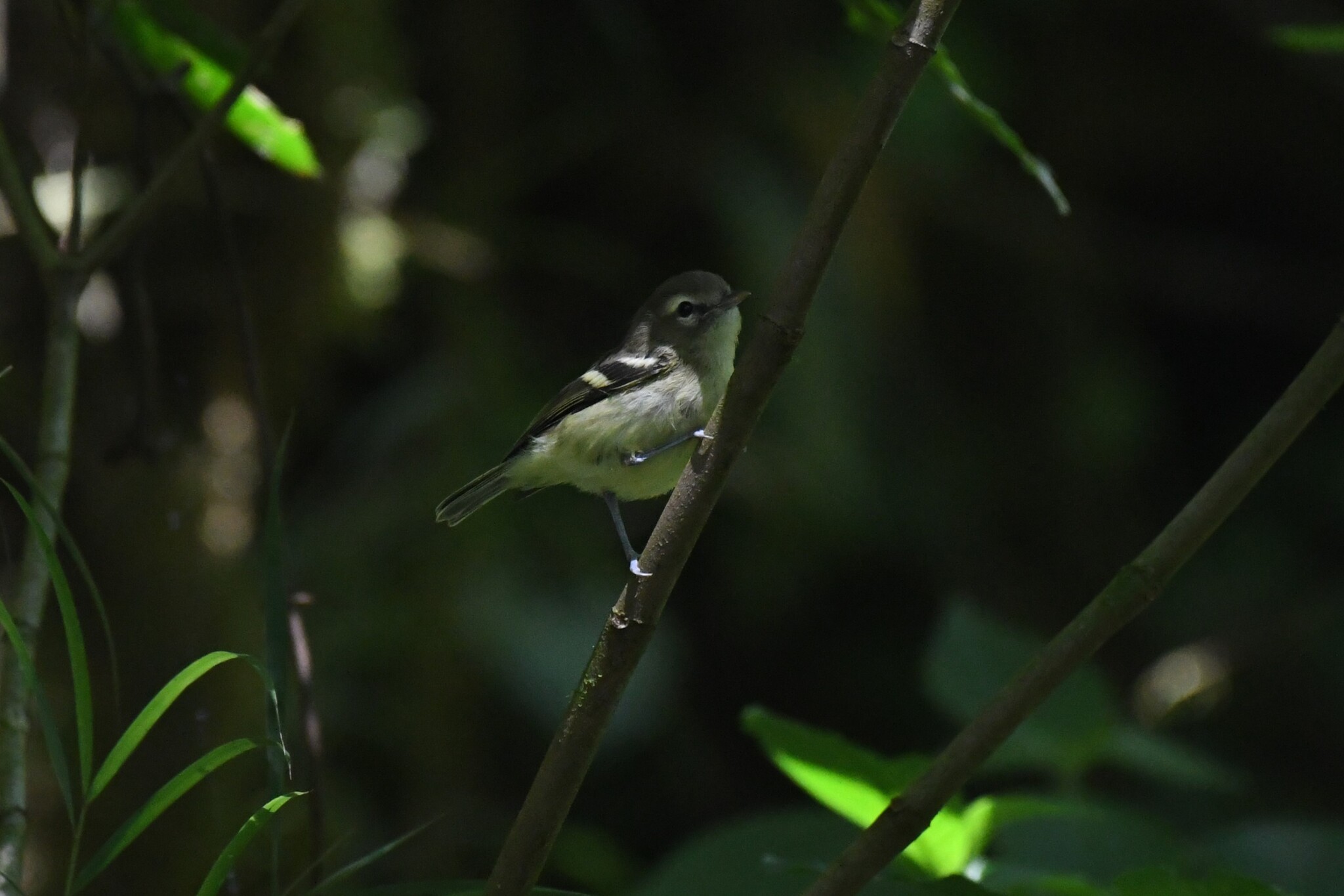 Yellow-winged Vireo (Vireo carmioli), photo 2