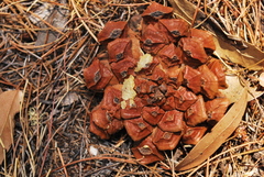 Pinus cembroides lagunae