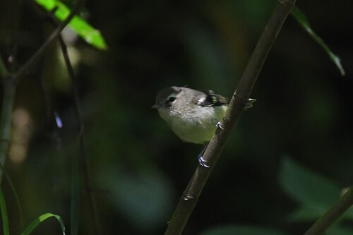 Yellow-winged Vireo (Vireo carmioli), photo 3