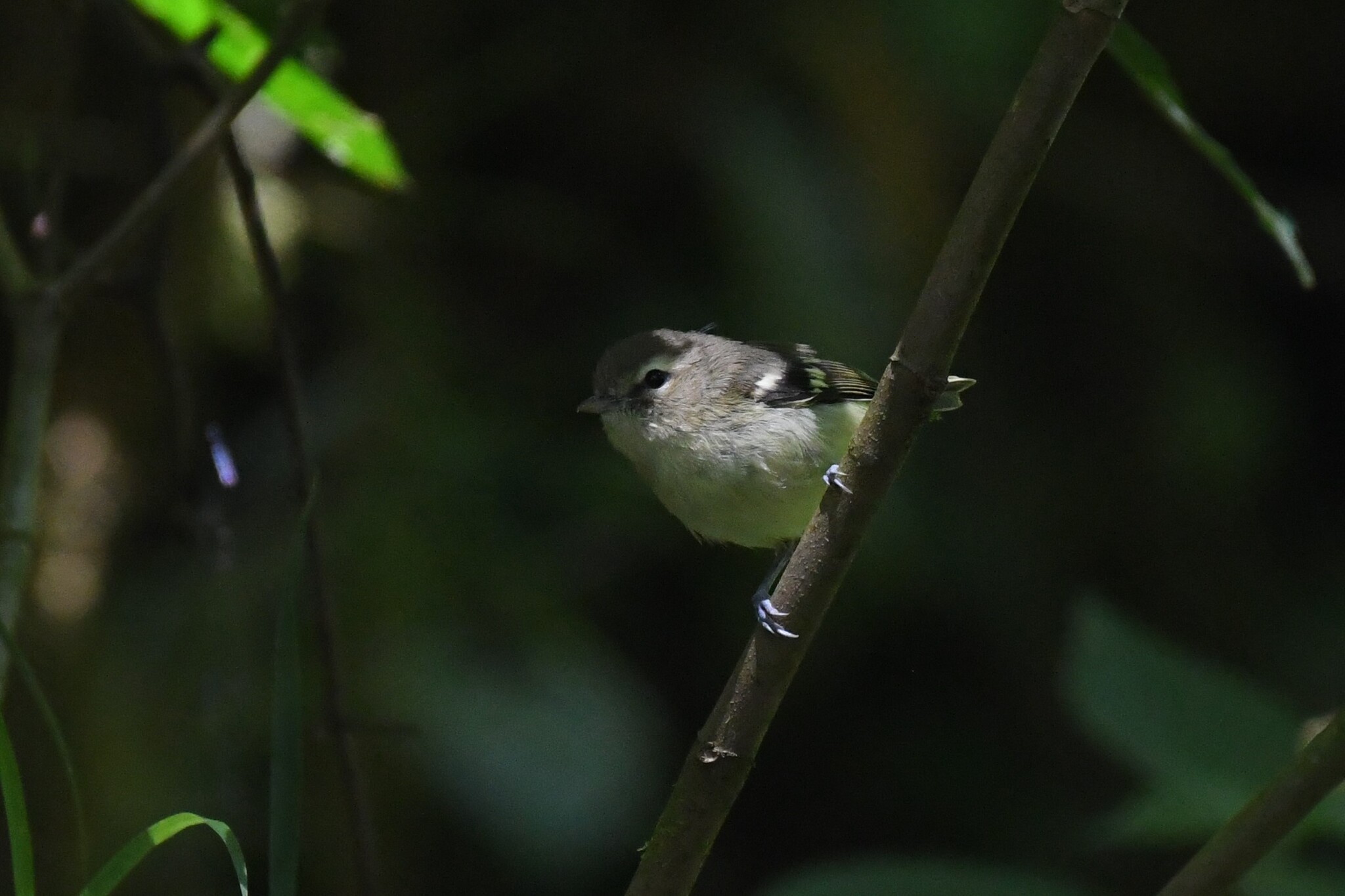 Yellow-winged Vireo (Vireo carmioli), photo 3