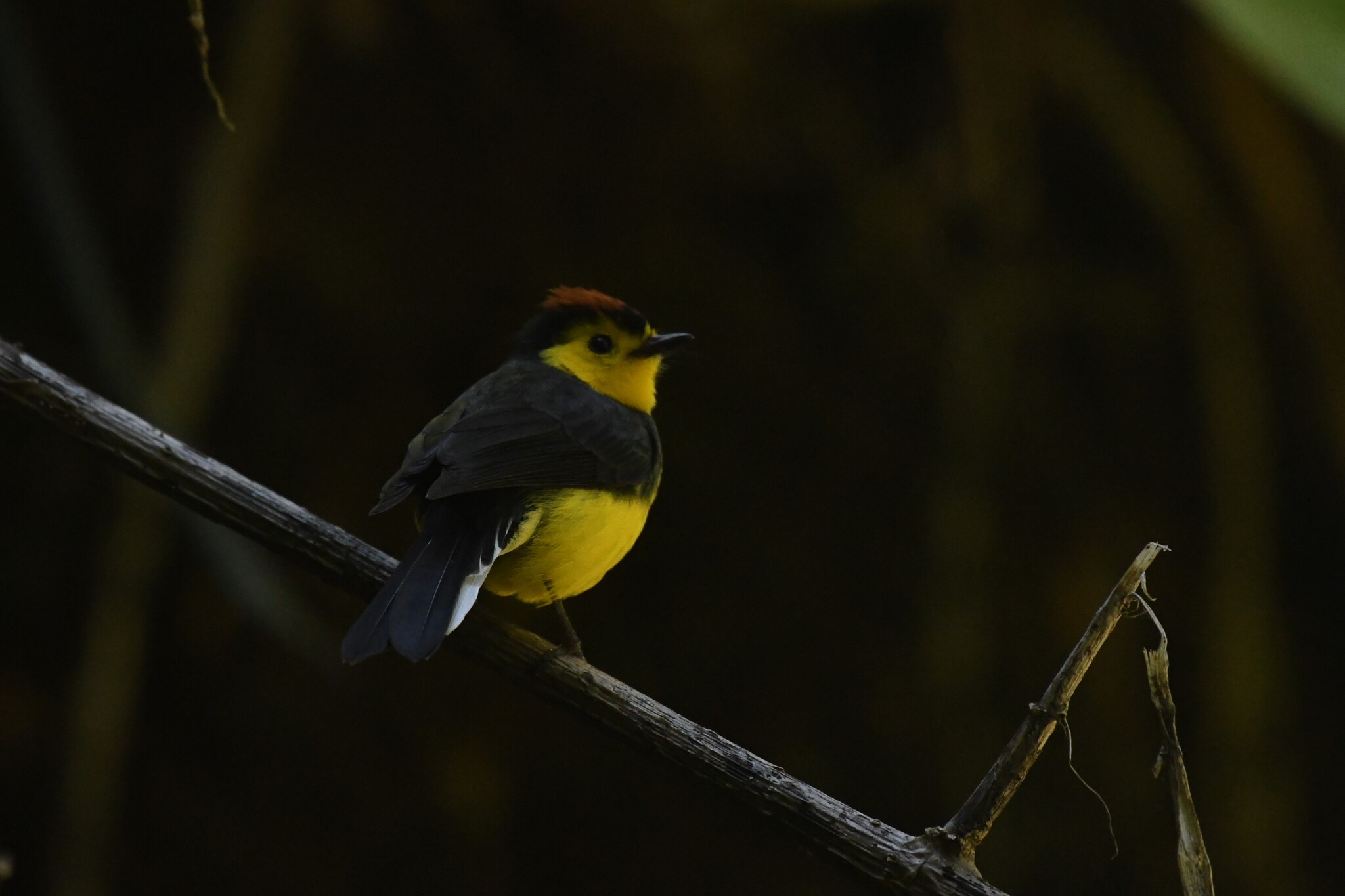 Collared Whitestart (Myioborus torquatus), photo 8