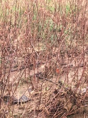 Rubus phoenicolasius