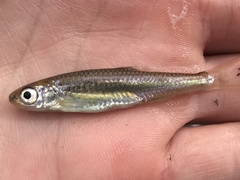 Notropis amabilis