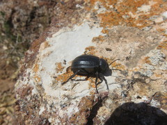 Pimelia laevigata validipes