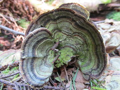 Trametes versicolor
