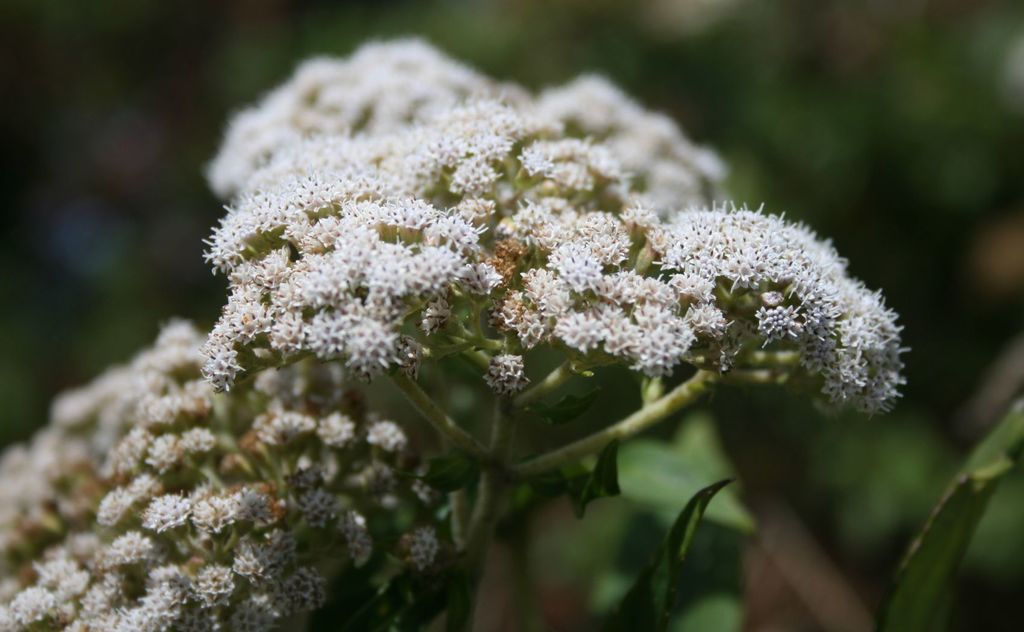 Ageratina anisochroma