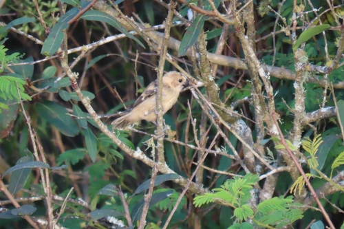 Rusty-collared Seedeater (Sporophila collaris), photo 8