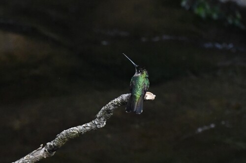 Talamanca Hummingbird (Eugenes spectabilis), photo 8