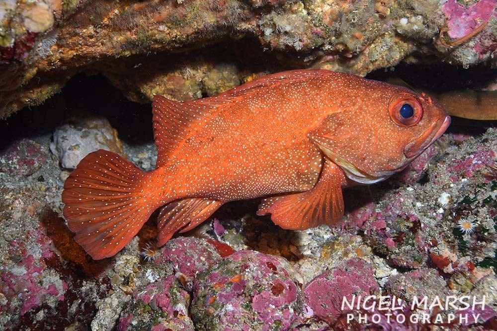 Toadstool Grouper