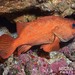 Pacific Rockcod - Photo (c) Nigel Marsh, some rights reserved (CC BY-NC), uploaded by Nigel Marsh