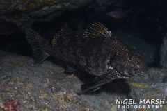 Aplodactylus arctidens