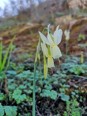 Narcissus triandrus