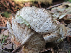 Trametes versicolor