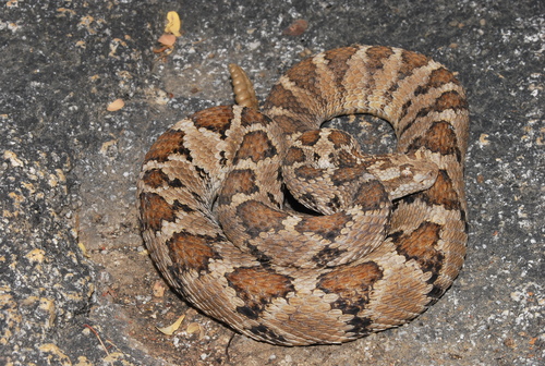 Lower California Rattlesnake