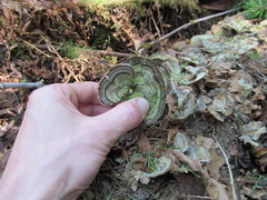 Trametes versicolor